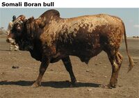 SomaliBoranbull