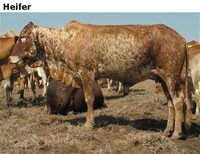 Heifer