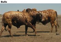 Bulls
