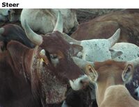 Steer