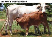 BrahmancrossxBoran
