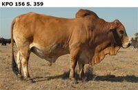 KPO156S.359