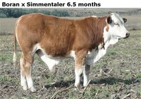 BoranxSimmentaler6.5months
