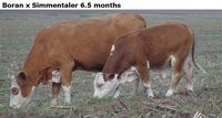 BoranxSimmentaler6.5months