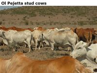 OlPejettastudcows