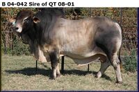 B 04-042 Sire of QT 08-01