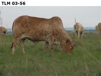 TLM 03-56