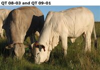 QT 08-03 and QT 09-01
