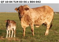 QT 10-04. TLM 03-56 x B 04-042