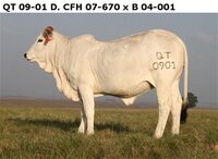 QT 09-01 D.CFH 07-670 x B 04-001