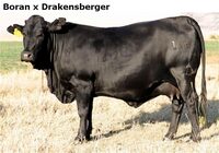 BoranxDrakensberger