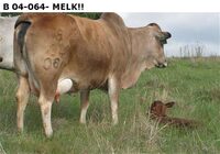B 04-064, MELK !!