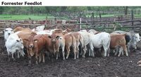 ForresterFeedlot