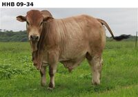 HHB09-34