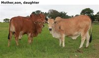 Mother,son,daughter