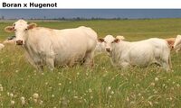 BoranxHugenot
