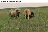 BoranxHugenotcalf