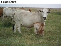 1262S.974