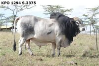 KPO1294S.3375