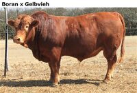 BoranxGelbvieh