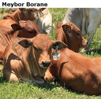 Meybor Borane