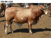 CB09-119