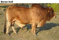 Boranbull