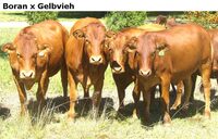 BoranxGelbvieh
