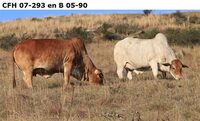 CFH 07-293 en B05-90