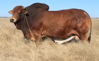 QT 12-30 TARZAN. R 1,700,000-00